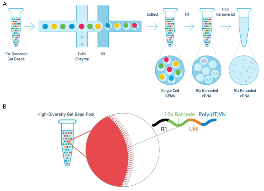 Diagram of the 10x Genomics Chromium cell capture process. (A) Steps in the cell capture process. Barcoded gel beads are passed into a microfluidic device along with dissociated cells where they are captured in aqueous droplets in an oil solution. Cells are lysed within the droplets and mRNA is reverse transcribed to produced barcoded cDNA. Droplets are then broken and the cDNA collected for sequencing. (B) Structure of the gel bead capture probe including adaptor, cell barcode, UMI and poly(T) tail. Adapted using images from 10x Genomics.