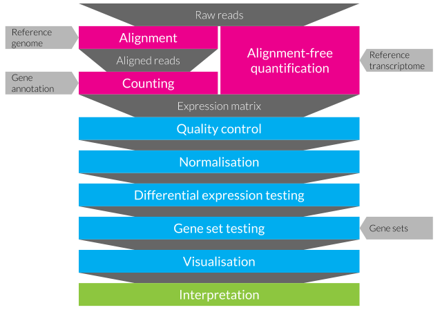 A typical RNA-seq differential expression testing workflow. An expression matrix is created from raw reads either by aligning them to a reference genome and counting those that overlap annotated genes or by alignment-free quantification (pink). Data analysis (blue) consists of several steps including quality control of samples and features, normalisation to remove technical differences between samples, testing for differential expression, gene set testing to identify enriched signatures, and visualisation. Results must be carefully interpreted (green) to extract meaning.