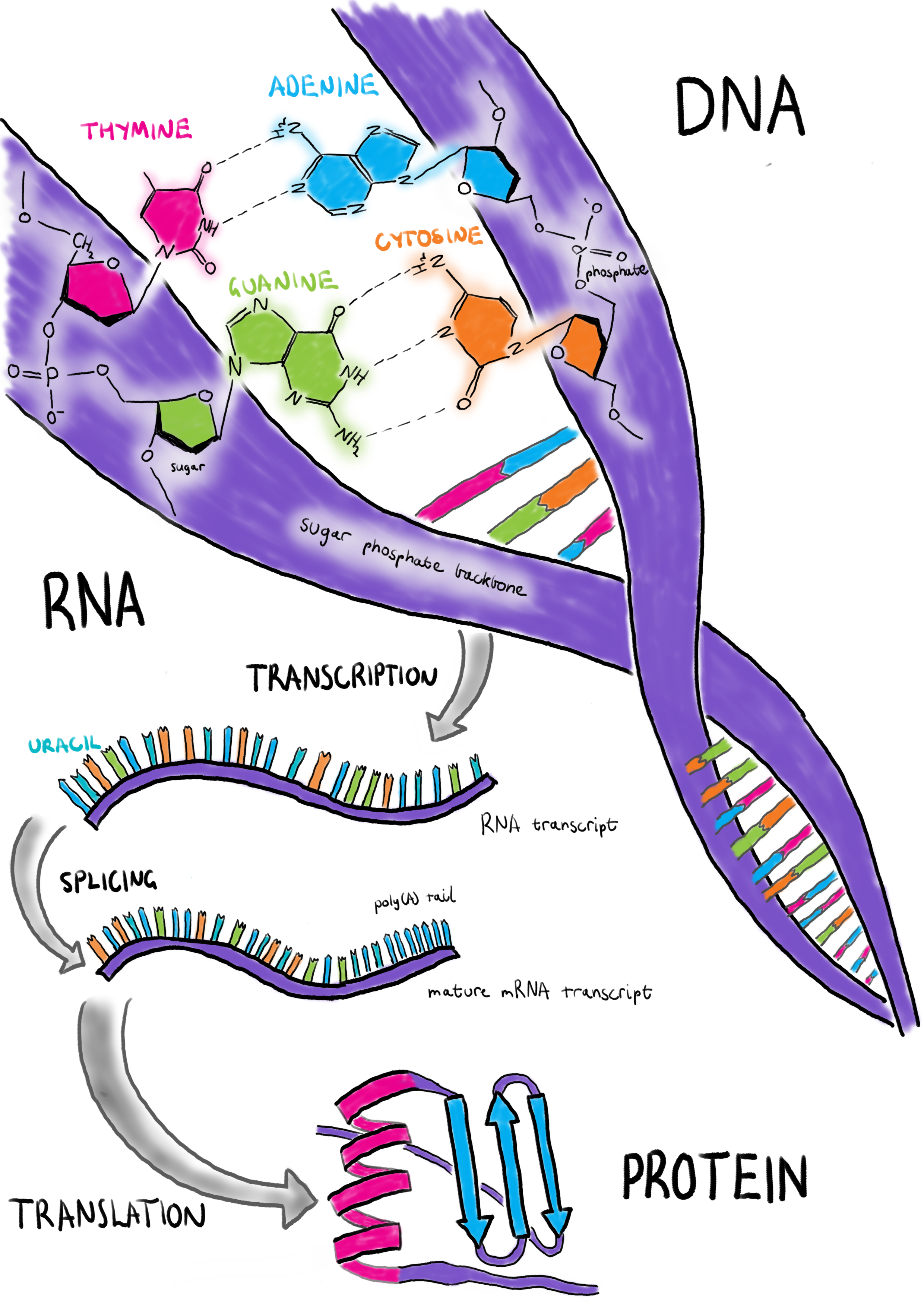 The central dogma of molecular biology. Deoxyribonucleic acid (DNA) is the long-term data storage of the cell. To use this information a ribonucleic acid (RNA) molecule is produced through a process called transcription. A mature messenger RNA (mRNA) requires splicing and addition of a ploy(A) tail. Proteins are created from mRNA through translation in the ribosome.