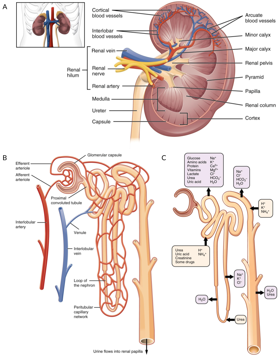 Structure of the kidney and nephron. (A) Blood flows into the kidney via the renal artery which branches into ever smaller capillaries. (B) At the end of these capillaries is the nephron, the functional filtration unit of the kidney, which is surrounded by a capillary network. (C) Different segments of the kidney are responsible for transferring specific molecular species between the bloodstream and the filtrate. Figure adapted using images from OpenStax College via Wikimedia Commons under a CC BY 3.0 license.