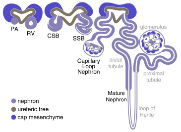 Diagram of the stages of nephron maturation. The nephron begins as a pre-tubular aggregate (PA) which forms a renal vesicle (RV), comma-shaped body (CSB), S-shaped body (SSB), capillary loop nephron and mature nephron. The connection between the forming nephron and the lumen of the adjacent ureteric epithelium forms at late renal vesicle stage. Adapted from Little “Improving our resolution of kidney morphogenesis across time and space” [180].