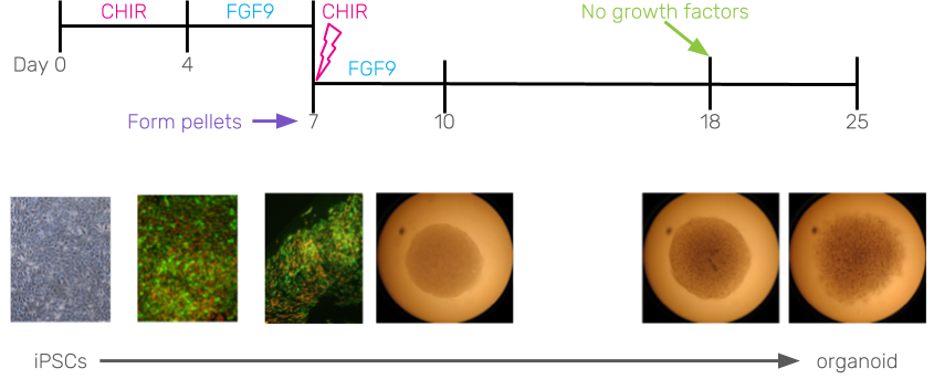 Diagram of the Takasato et al. kidney organoid protocol. iPSCs are cultured on a plate in the presence of CHIR followed by FGF9. After about a week cells are formed into three-dimensional pellets and a short CHIR pulse is applied. The pellets continue to be cultured in FGF9 for a further 10 days before all growth factors are removed. The organoids now contain tubular structures replicating human nephrons. Adapted from Takasato et al. “Kidney organoids from human iPS cells contain multiple lineages and model human nephrogenesis” [186].