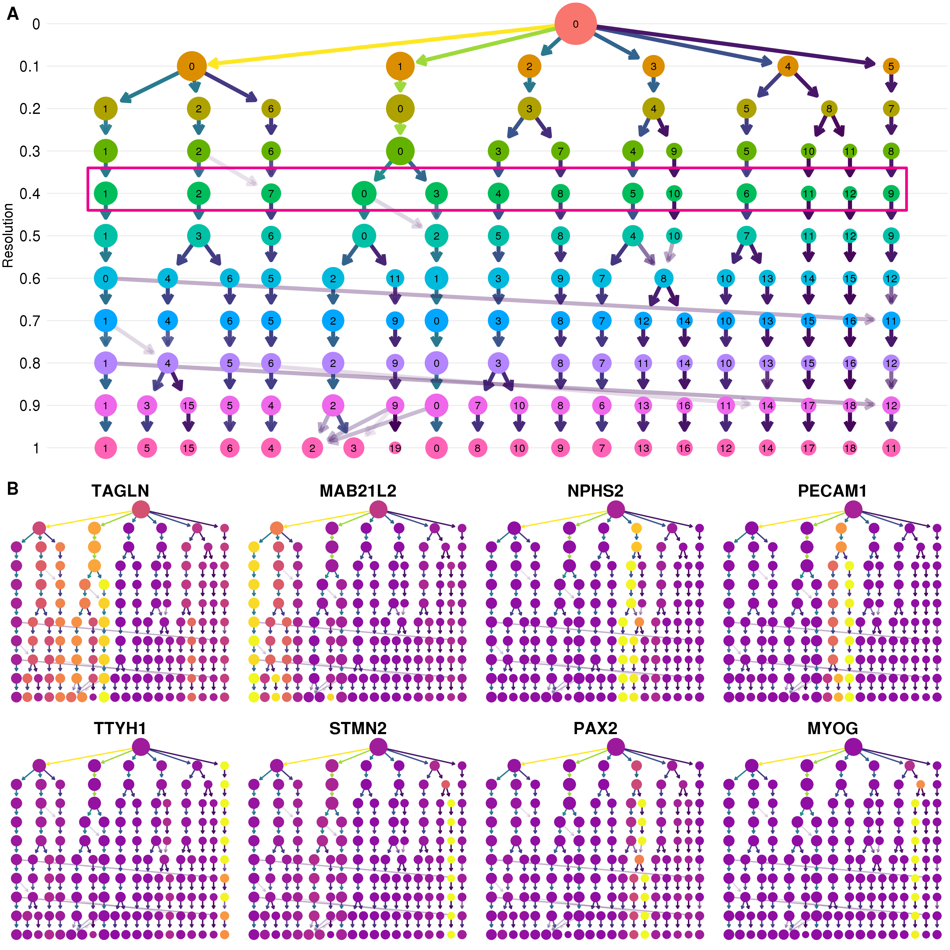 Selecting a clustering resolution. (A) Clustering tree showing resolutions between zero and one. Pink box shows the selected resolution. (B) Clustering trees with nodes coloured by a selection of published marker genes. Expression signals can help to select a clustering resolution.